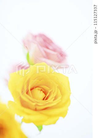 明るいカラフルなばらの花々 115127337