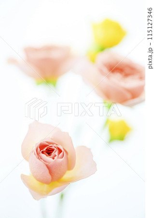 明るいカラフルなばらの花々 115127346