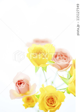 明るいカラフルなばらの花々 115127349