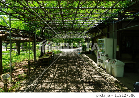 東京都町田市の薬師池公園の売店周辺の風景 115127386