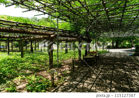 東京都町田市の薬師池公園の売店周辺の風景 115127387