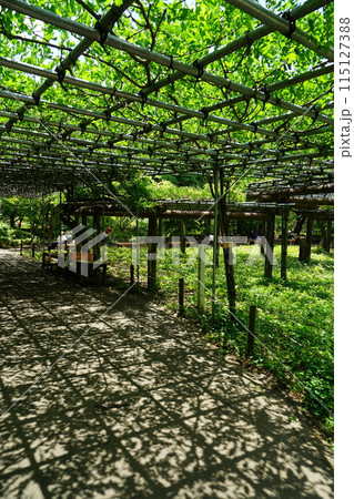東京都町田市の薬師池公園の売店周辺の風景 115127388