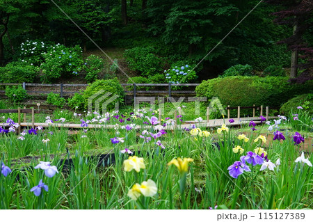 東京都町田市の薬師池公園の花しょうぶの風景 115127389