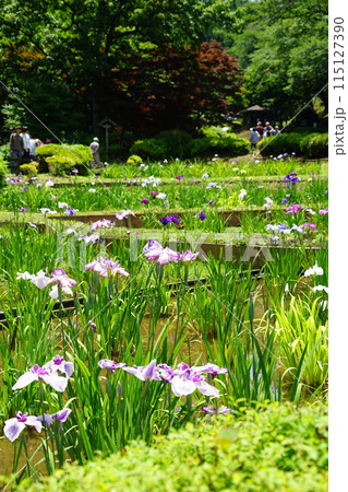 東京都町田市の薬師池公園の花しょうぶの風景 115127390