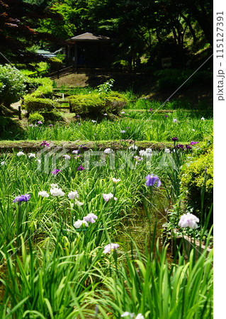 東京都町田市の薬師池公園の花しょうぶの風景 115127391