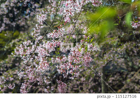 奈良 室生寺 境内のしだれ桜 115127516