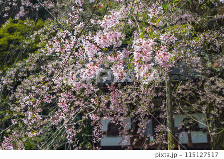 奈良 室生寺 境内のしだれ桜 115127517