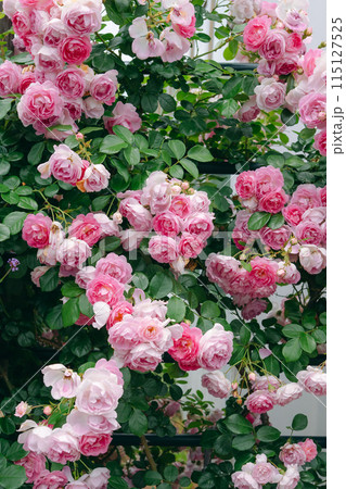 ピンクの薔薇 ピンクの薔薇 115127525