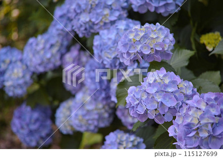 初夏の爽やかな紫陽花 115127699