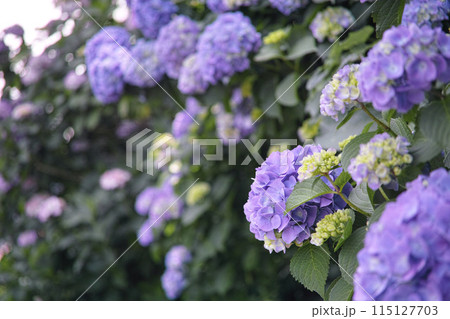 初夏の爽やかな紫陽花 115127703