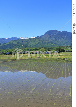 安曇野の5月　田園と北アルプス 115127714