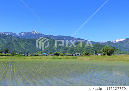 安曇野の5月　田園と北アルプス 115127770