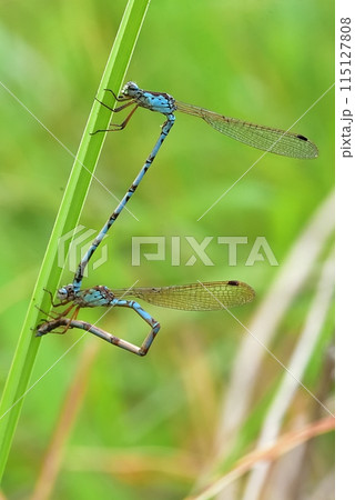 ホソミオツネントンボ 115127808
