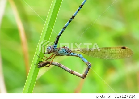 ホソミオツネントンボ 115127814