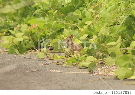 林道に突然現れた二ホンノウサギの幼獣 115127855
