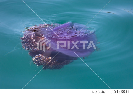 jellyfish cephea cephea at the surface of the water of the Pacific Ocean 115128031