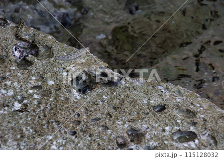 tropical pacific rock jumper fish on rocks by the water 115128032