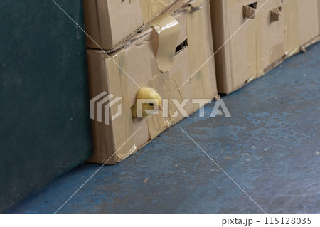 Live chicken in a cardboard box. Animals transportation 115128035