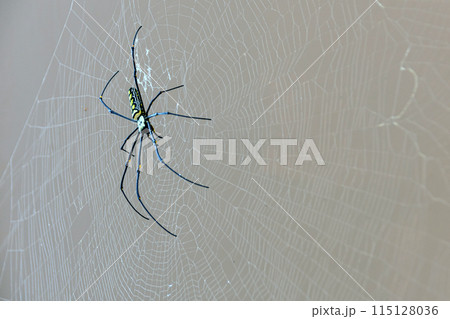 Giant Golden Orb Weaver Big spider sits on a web 115128036
