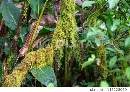 Moss on a tree trunk in tropical jungle Moss on a tree trunk in tropical jungle 115128050