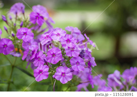 purple phlox flowers on green grass background purple phlox flowers on green grass background 115128091