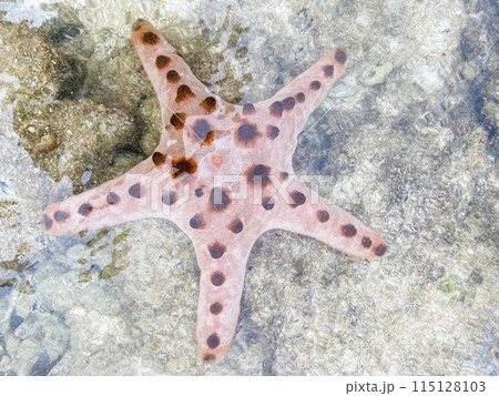 Large starfish at the bottom under the surface of the water 115128103