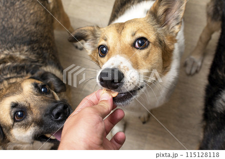 dehydrated carrots for dietary nutrition of dogs. dog gets a treat 115128118