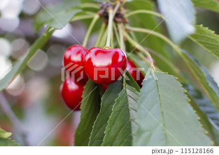 big ripe cherries on a branch with leaves close up 115128166