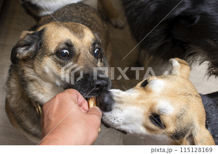the dogs receives a dehydrated dog treat as a treat the dogs receives a dehydrated dog treat as a treat 115128169