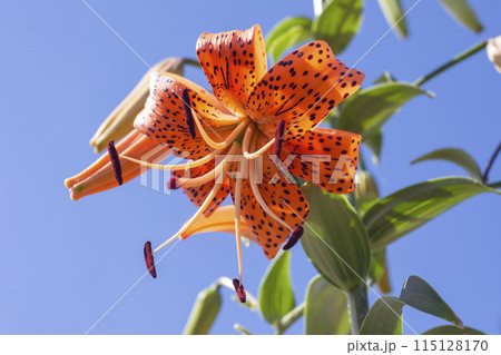 daylily flower large against the blue sky daylily flower large against the blue sky 115128170