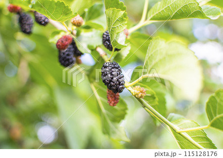 mulberry berries on a tree branch of varying degrees of ripeness mulberry berries on a tree branch of varying degrees of ripeness 115128176