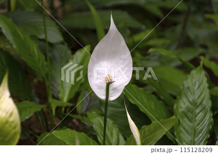 Spathiphyllum flower in natural environment in tropical forest 115128209