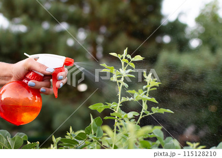 manual spraying of green leafs from diseases and pests 115128210
