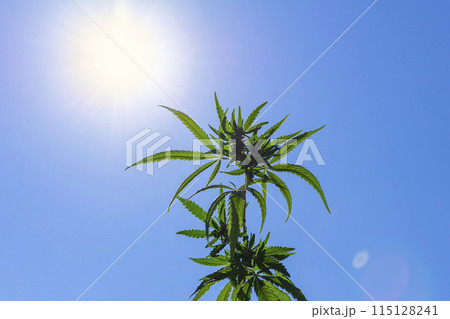 cannabis plant against the background of the sun and sky cannabis plant against the background of the sun and sky 115128241