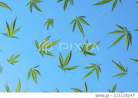 cannabis leaves on a blue backlit background cannabis leaves on a blue backlit background 115128247