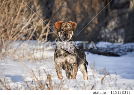 small dog in a tie for a walk in winter small dog in a tie for a walk in winter 115128312