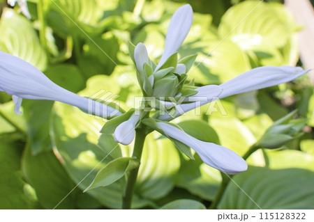 blooming white hosta flowers close-up against the background of green vegetation 115128322