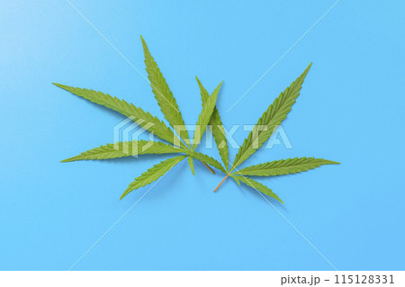two leaves of cannabis close-up on a blue background two leaves of cannabis close-up on a blue background 115128331
