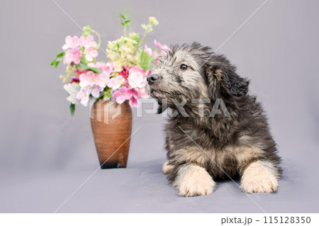 fluffy puppy and a vase of flowers on a gray background 115128350
