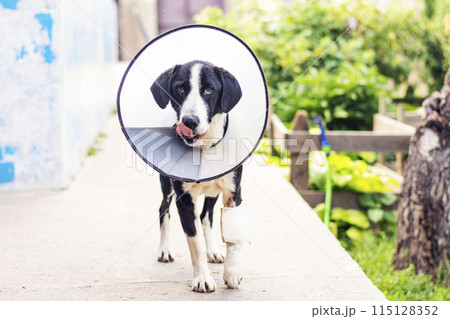 dog in a veterinary collar while treating an injured paw 115128352