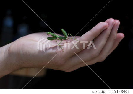 Green Praying Mantis in the palm of a person close-up 115128401