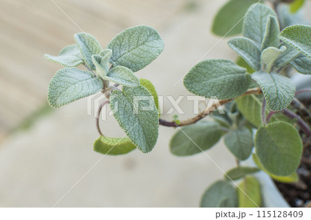 sage leaves in inflorescence close up on a gray background sage leaves in inflorescence close up on a gray background 115128409