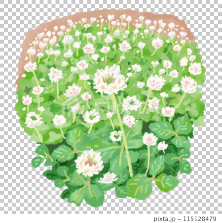 田間小路盛開著許多白三葉草 115128479