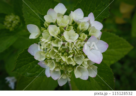 雨がよく似合う紫陽花の花。しっとり色鮮やかな蒸し暑い日々を癒す 115128532