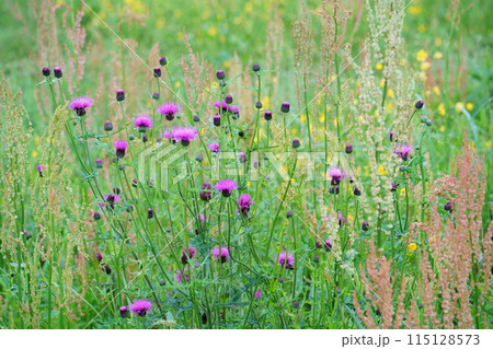 春の草花/アザミ 春の草花/アザミ 115128573