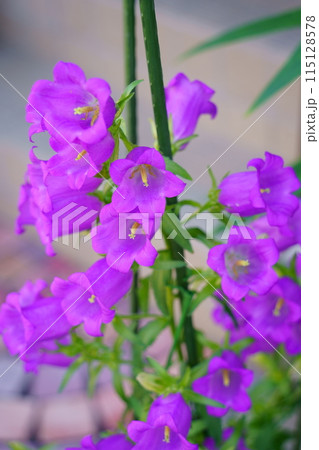 鉢植えのカンパニュラ（風鈴草）の花 115128578