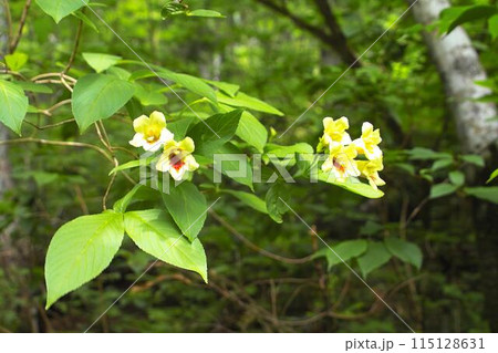 ウコンウツギ 115128631