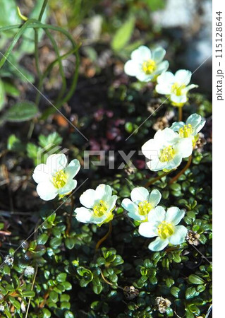 イワウメ 115128644