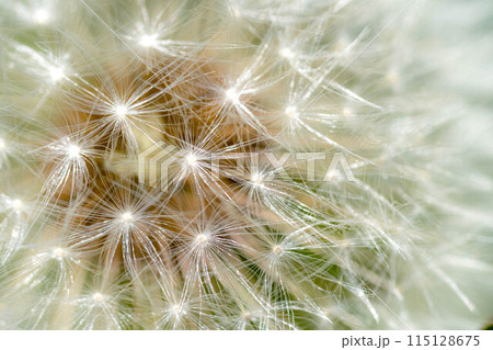 愛と青春の旅立ち～5月のタンポポ～ 115128675