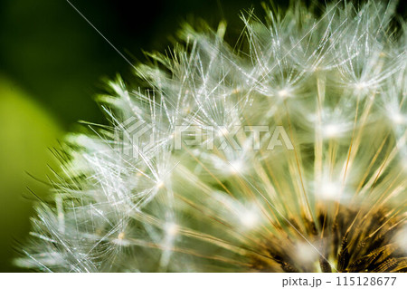 愛と青春の旅立ち～5月のタンポポ～ 115128677